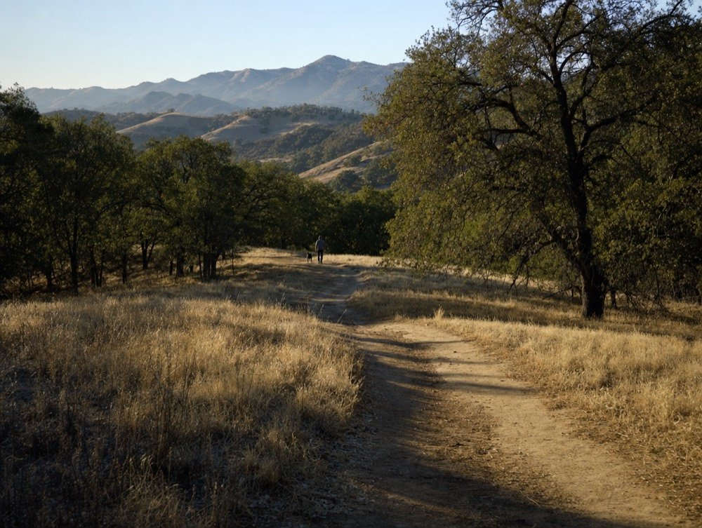 A dirt trail winding through oak woodland and dry golden grass, a lone walker and dog far off in morning light